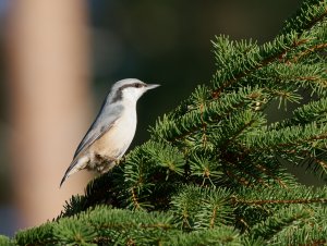 Nuthatch