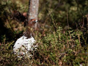 Willow ptarmigan