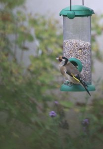 Goldfinch