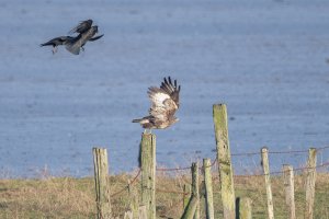 Buzzard being harassed by Crows