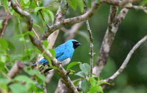 Swallow Tanager