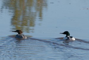 Pair of goosanders