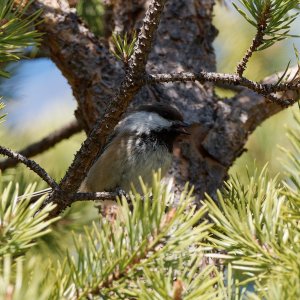 Siberian tit