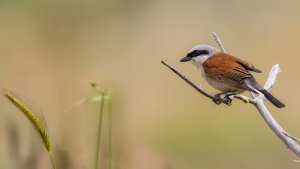 Red Backed Shrike Lanius Collurio, Faneromeni, Lesvos 02/05/22