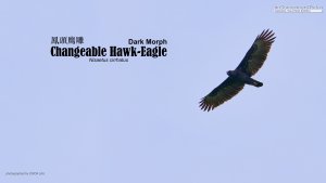 Changeable Hawk-Eagle, Borneo