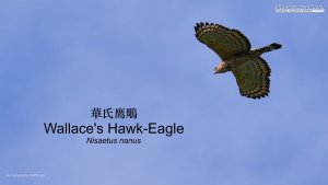 Wallace's Hawk-Eagle, Borneo