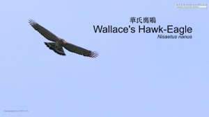 Wallace's Hawk-Eagle, Borneo