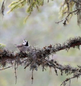 Crested tit