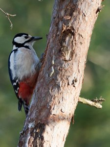 Great spotted woodpecker