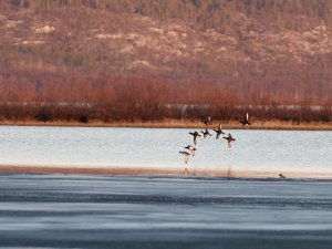 Tufted ducks in flight