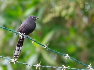 black bush robin