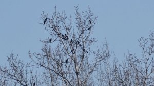 Groups of Magpies (Pica pica)