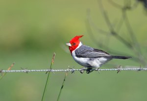 Red-crested Cardinal