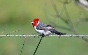 Red-crested Cardinal