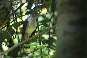 Cryptic Forest-Falcon