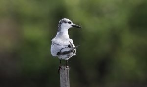 Whiskered Tern