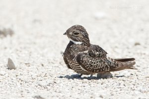 Common Nighthawk