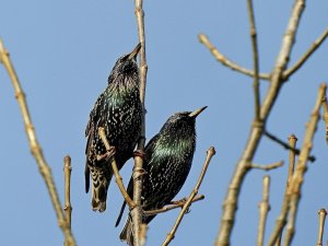 COMMON STARLINGS