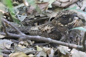 Blackish Nightjar