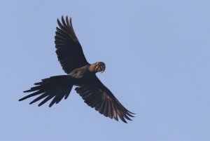 Hyacinth Macaw