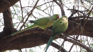 Rose-ringed Parakeet : courting pair : Amazing Wildlife of India by Renu Tewari and Alok Tewari