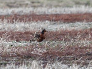 Male ruff