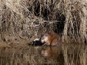 Muskrat