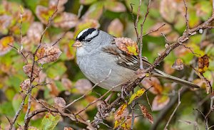 White-crowned Sparrow (adult)