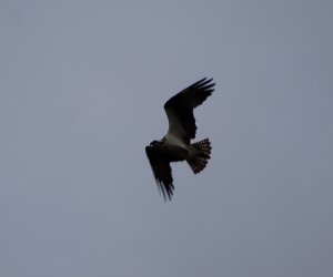 Osprey Flight