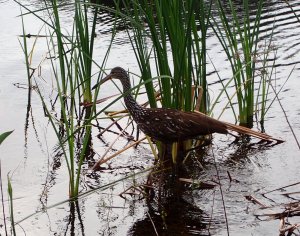 Limpkin