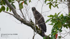 Changeable Hawk-Eagle, Borneo