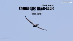Changeable Hawk-Eagle, Borneo