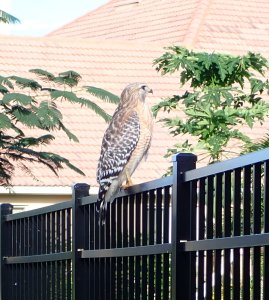 Red Shouldered Hawk in the Neighborhood