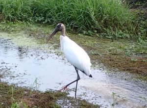 Wood Stork