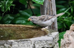 House Sparrow 0236.jpg