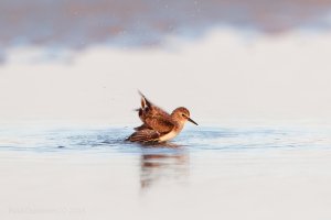 Least Sandpiper