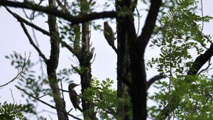 The couple's rite of the green woodpecker (Picus viridis)