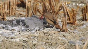 Isabelline Shrike : scavenging on a dead Rock Pigeon : Wild India by Renu Tewari and Alok Tewari