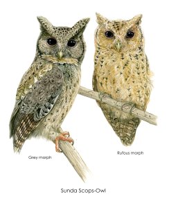 Sunda Scops-Owl