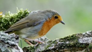 European Robin (Erithacus rubecula)