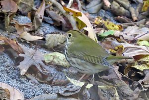 Ovenbird