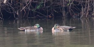 Baikal Teal Male Trusted Friends