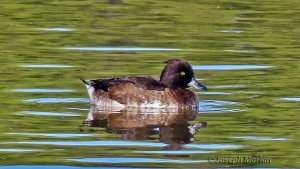 Tufted Duck