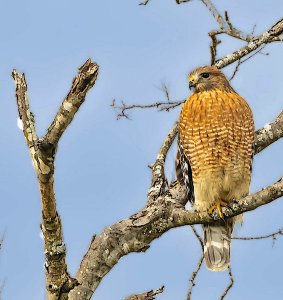 Red-Shouldered Hawk