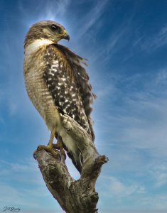 Red Shouldered Hawk