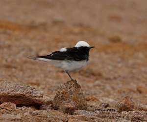 Hooded Wheatear