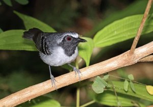 Black-faced Antbird