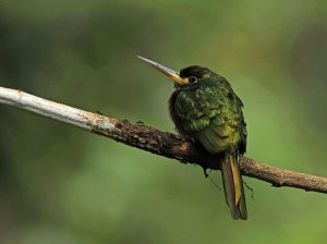 Yellow-billed Jacamar