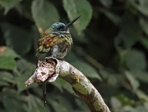 Bronzy Jacamar