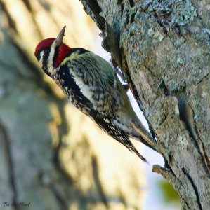 Yellow-bellied sapsucker